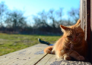 orange tabby cat on brown wooden flooring