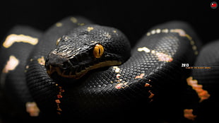 black python, snake, black, orange, eyes HD wallpaper
