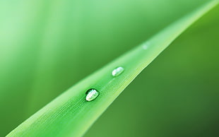 selective focus photography of dewdrops on green leaf HD wallpaper