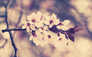 white flowers, plants, flowers, macro HD wallpaper