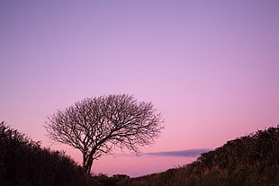 silhouette of dead tree during sunset HD wallpaper