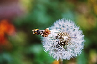 white dandelion flower in closeup shot