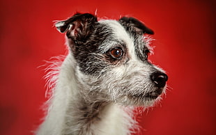 close up photography of short-coated white and black Parson Russell Terrier HD wallpaper