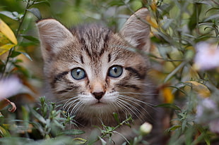 brown cat hiding on green grass HD wallpaper