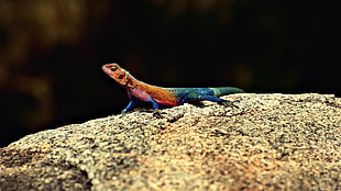 photography of salamander on rack HD wallpaper