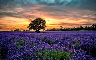 lavender flower field, nature, landscape, lavender, sunset HD wallpaper