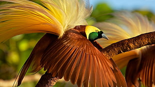 brown and yellow bird on tree trunk HD wallpaper
