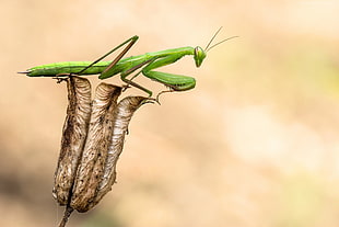 macro photography of green praying mantis perched on brown petaled flower HD wallpaper