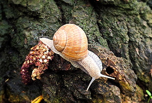 close up photo of a snail on green tree HD wallpaper