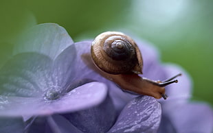 selective photography of snail on purple flower HD wallpaper