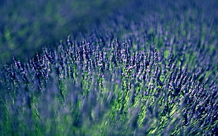 tilt shift photo of lavenders HD wallpaper
