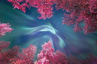 northern lights, nature, landscape, trees, forest