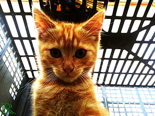 orange tabby kitten, cat, animals, selfies HD wallpaper