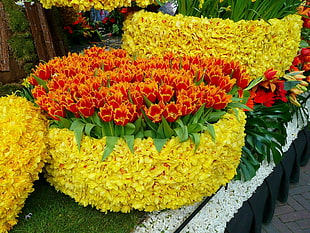 red and yellow flowers HD wallpaper