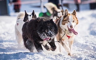 dogs pulling sled, animals, dog, snow HD wallpaper