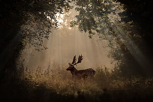 brown moose, animals, deer, forest, mammals