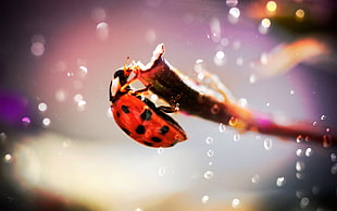 selective focus photography of ladybug HD wallpaper