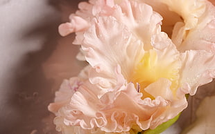 white Iris flower in bloom macro photo