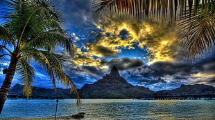 green coconut palm tree, clouds, palm trees, sea, sky