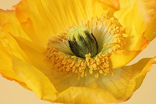 macro photography of yellow petaled flower pollen