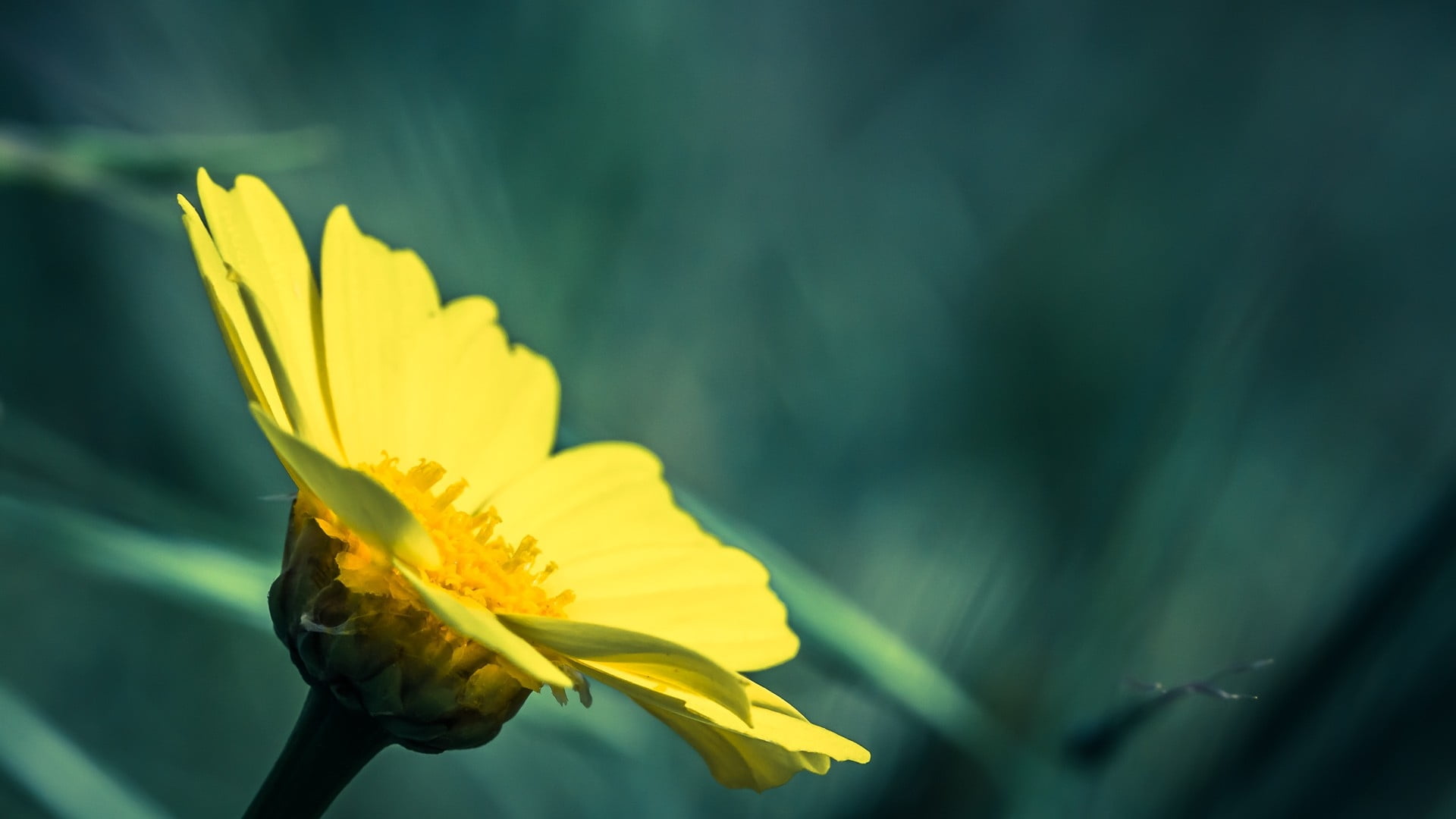 macroshot of yellow full-bloomed daisy