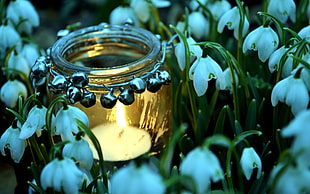 glass tealight candle lantern on Spring Snowflake flower field HD wallpaper