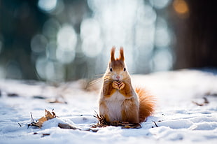 brown and white rodent on white snow during daytime