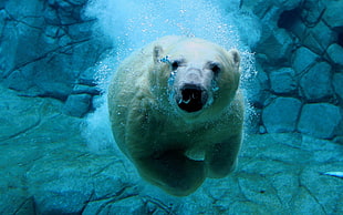 white snow bear, animals, polar bears, nature