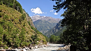 green and white trees painting, mountains, nature, river, trees