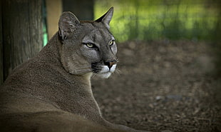 shallow focus photography of brown puma HD wallpaper