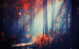 red trees, forest, trees