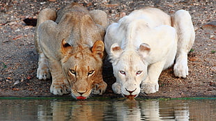 white lioness, lion, animals, big cats HD wallpaper