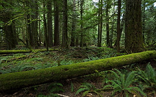 brown and gray concrete house, forest, moss, nature, landscape