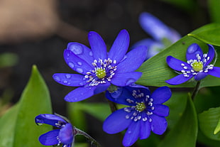 selective focus photography of blue petaled flowers, hepatica HD wallpaper