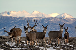 herd of deer on white and brown landscape under blue sky during daytime HD wallpaper