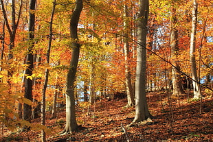 brown trees in forest HD wallpaper