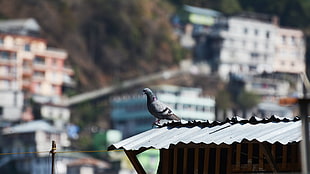 gray pigeon, pigeons, birds, rooftops, depth of field HD wallpaper