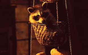 raccoon laying on basket HD wallpaper