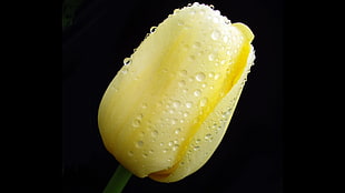 closeup photo of yellow tulip with water dew