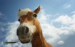 brown and white horse, horse, animals, clouds