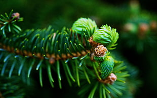 focus colored ofgreen pine tree leaf HD wallpaper