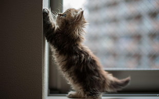 brown kitten beside glass panel HD wallpaper