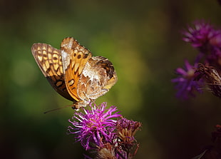 brown and black butterfly on purple petaled flower HD wallpaper