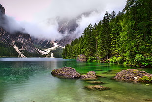 gray stones, landscape, nature, mist, trees