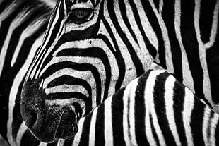 greyscale photo of Zebra animals HD wallpaper