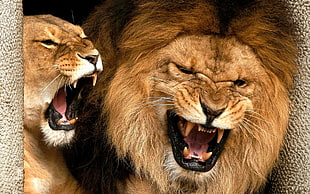 wildlife photography of lioness and lion roaring HD wallpaper