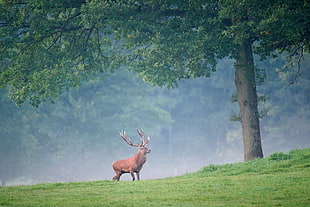 brown deer walking on grass near tree HD wallpaper