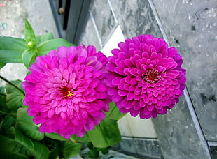 two pink flowers HD wallpaper