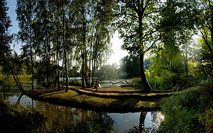 body of water surrounded with green trees HD wallpaper