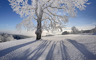 photo of white tree during daylight